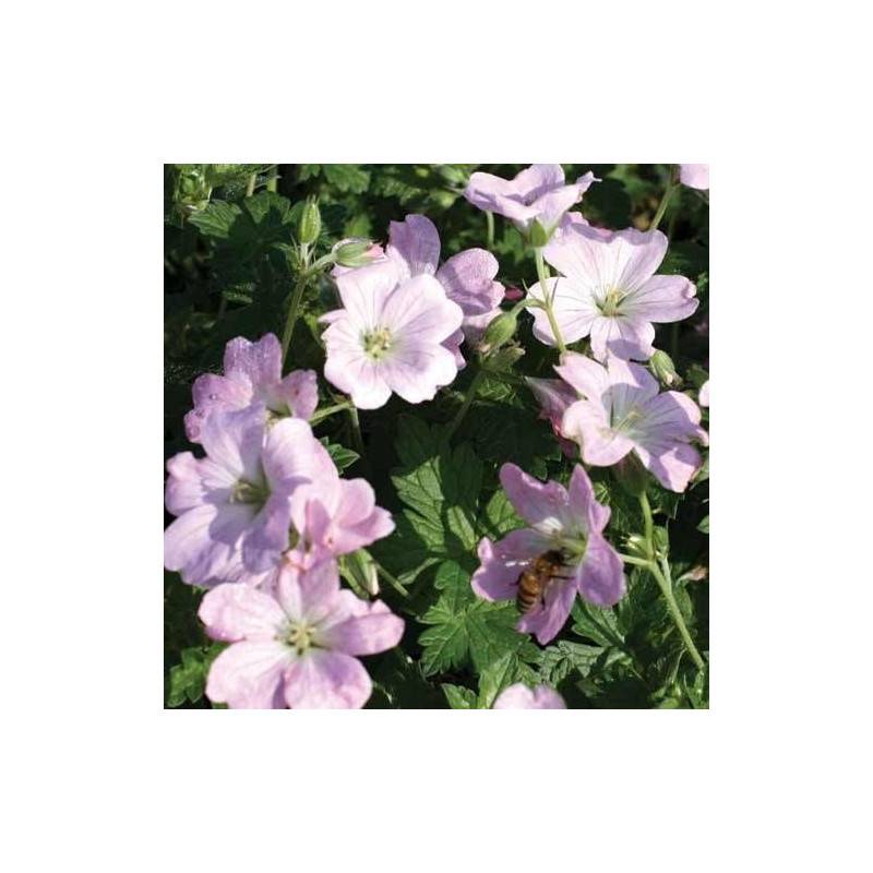 Géranium vivace Dreamland® à fleurs Rose/ - feuillage Persistant - Godet - 5/20 cm - Imagen 6