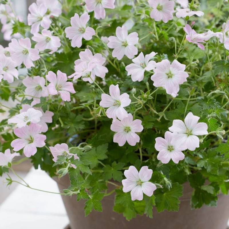 Géranium vivace Dreamland® à fleurs Rose/ - feuillage Persistant - Godet - 5/20 cm - Imagen 4