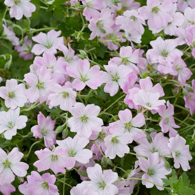 Géranium vivace Dreamland® à fleurs Rose/ - feuillage Persistant - Godet - 5/20 cm - Imagen 3
