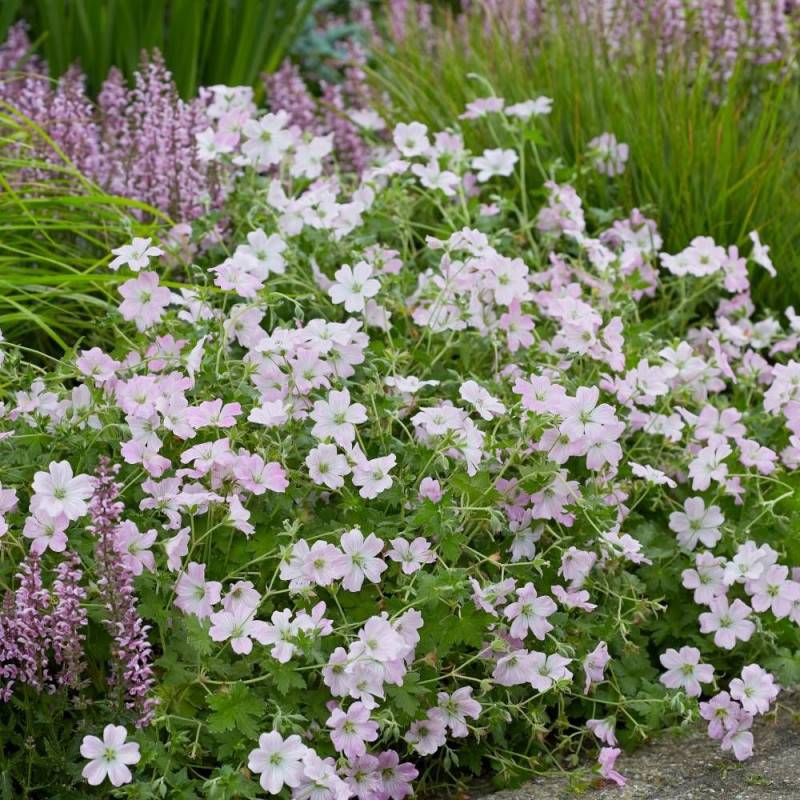 Géranium vivace Dreamland® à fleurs Rose/ - feuillage Persistant - Godet - 5/20 cm - Imagen 2