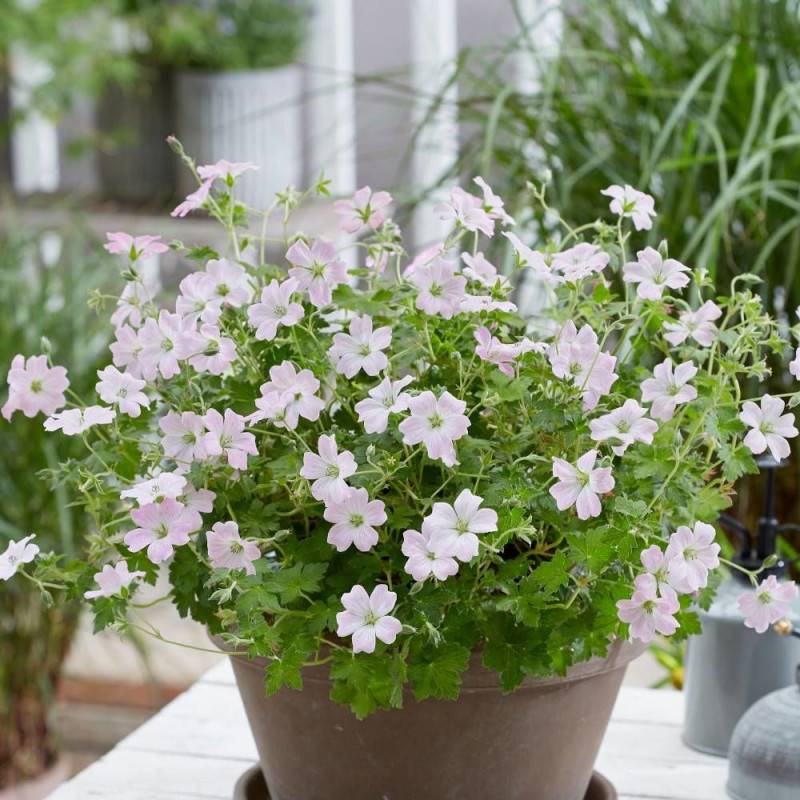 Géranium vivace Dreamland® à fleurs Rose/ - feuillage Persistant - Godet - 5/20 cm - Imagen 1
