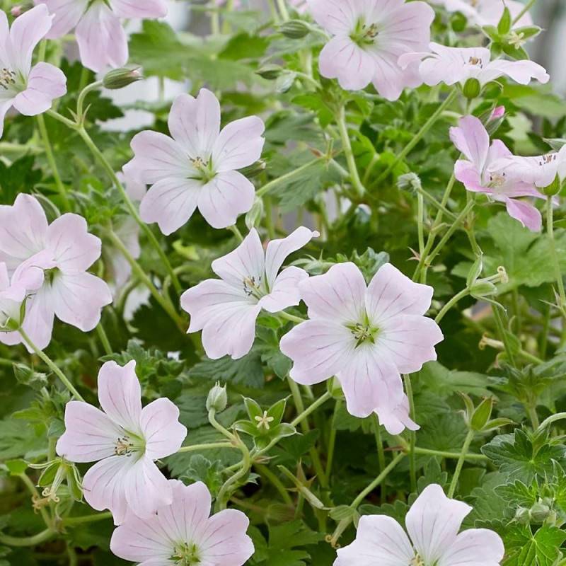 Géranium vivace Dreamland® à fleurs Rose/ - feuillage Persistant - Godet - 5/20 cm - Imagen 5