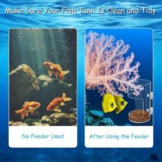 Plateau d'Alimentation avec Ventouse pour Aquariums DtopbuyAge - Image 4