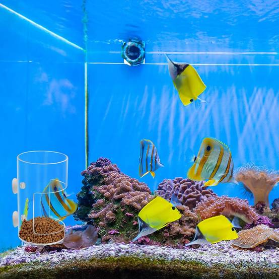 Plateau d'Alimentation avec Ventouse pour Aquariums DtopbuyAge - Image 5