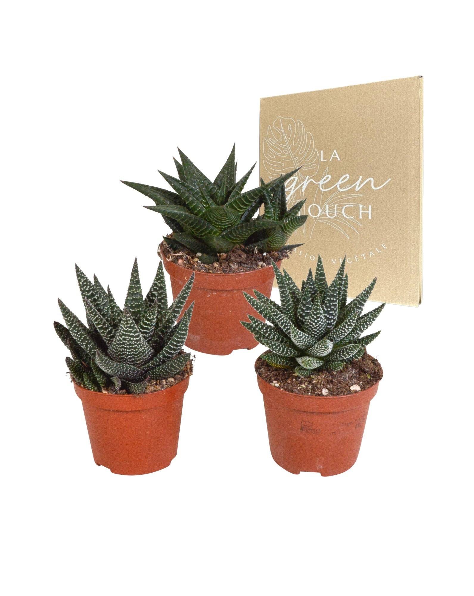Mix de 3 Gasteria et Haworthia h18cm- La Green Touch
