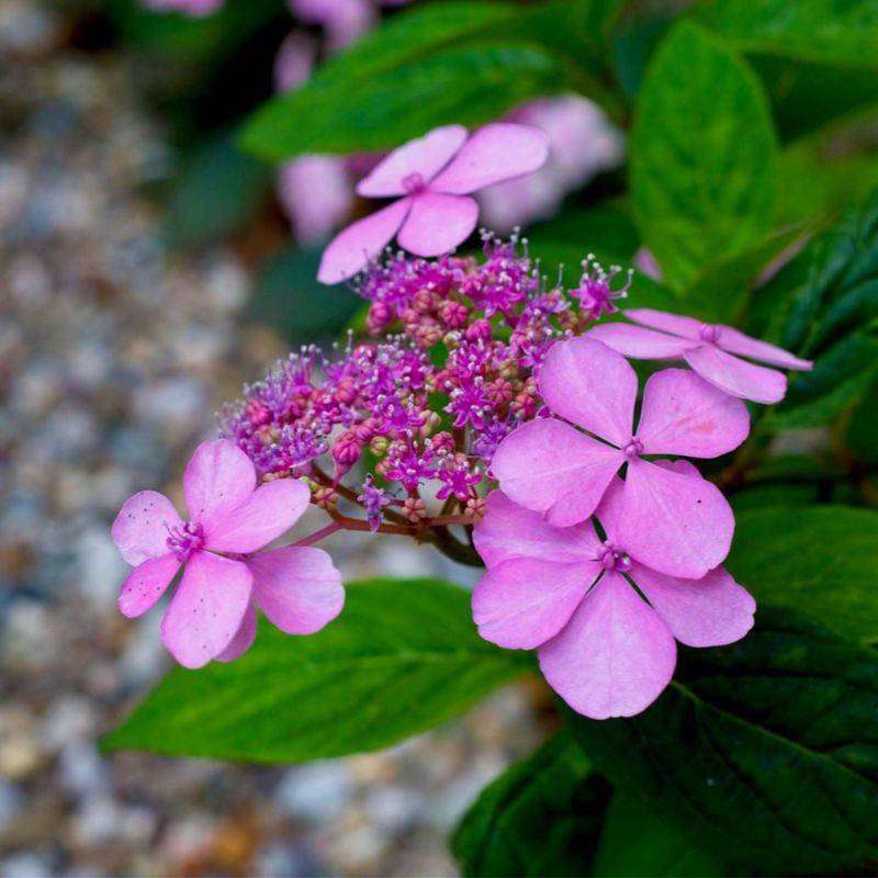 Hortensia Macrophylle 'Dolce Gipsy' (Hydrangea Macrophylla) - Godet - Taille 13/25cm - Pépinières Naudet - Imagen 1