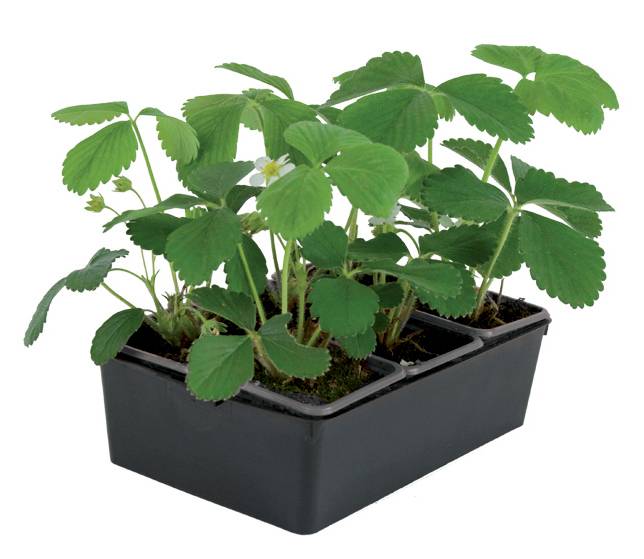 Plant de fraisier remontant Charlotte barquette de 6 godets - Image 2