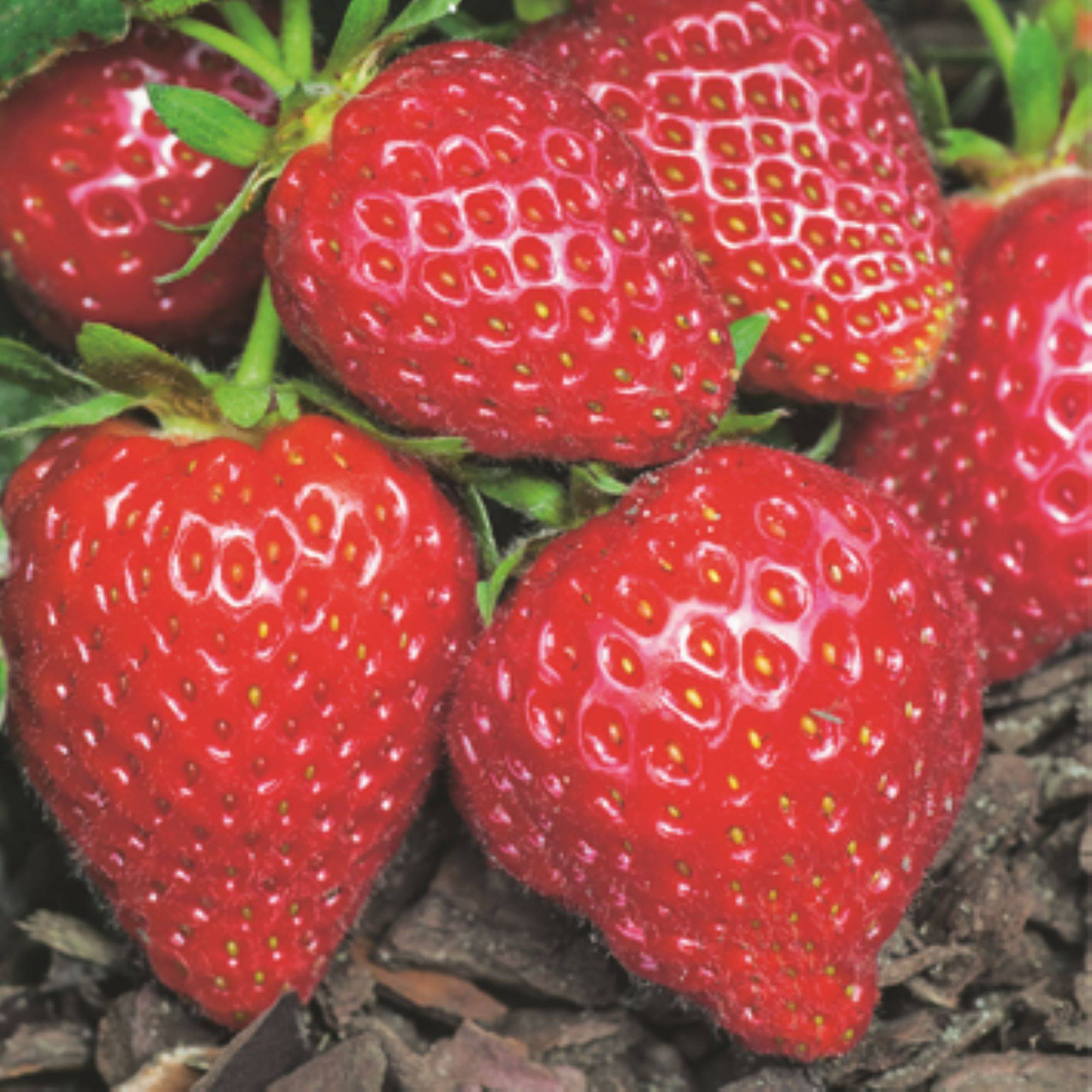 Fleuron D'Anjou - Plant de fraisier remontant Charlotte barquette de 6 godets