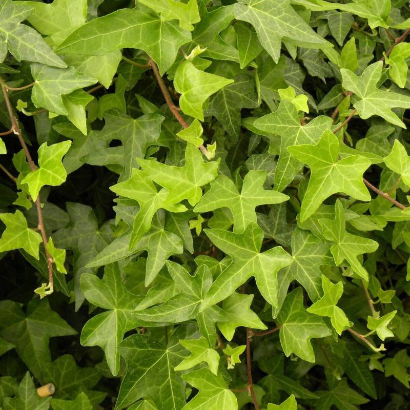 Lierre des bois Shamrock - Pot de 3L - Echelle bambou 60/120 cm - Imagen 10