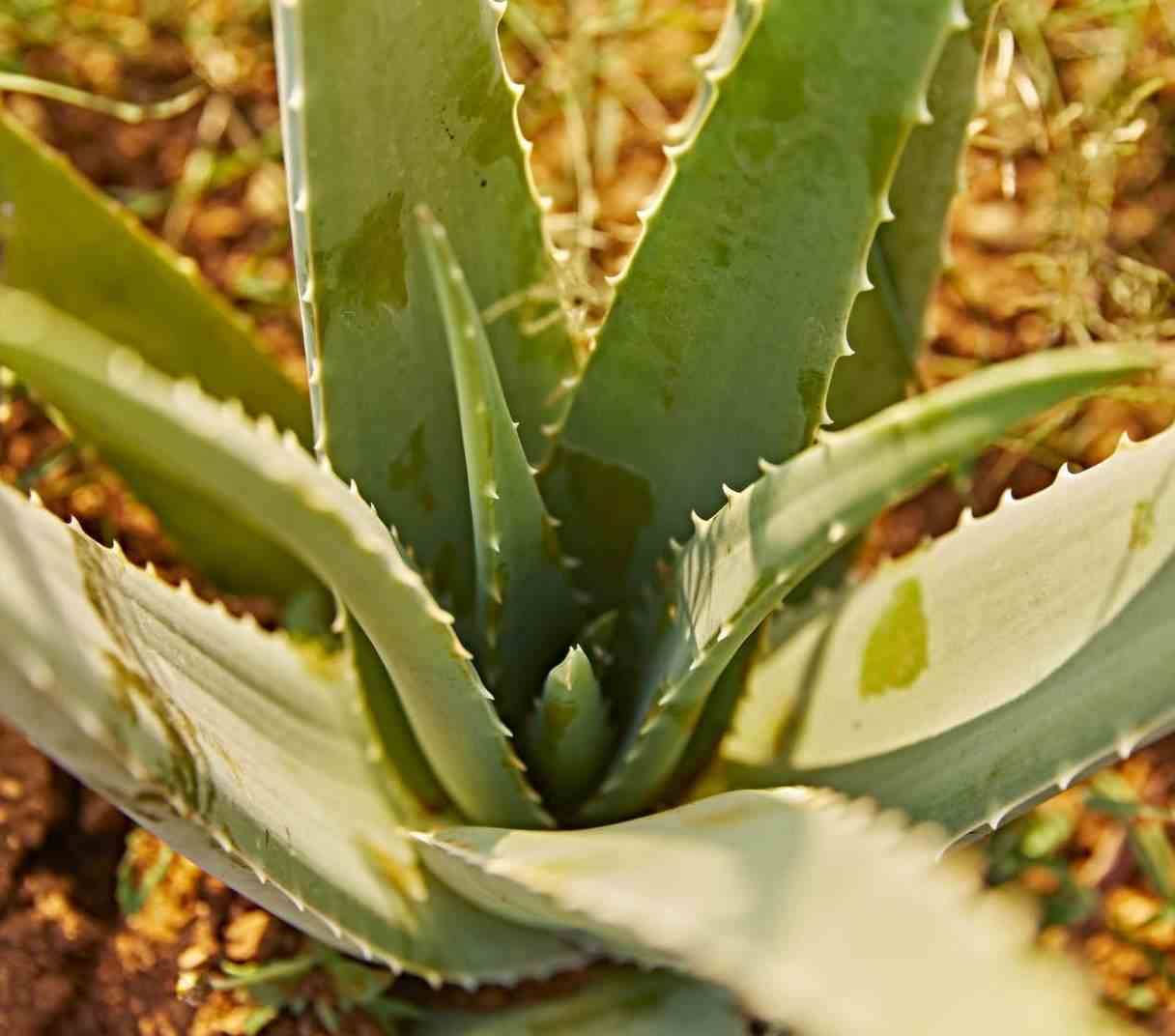Sans Marque - Aloe vera (syn. A. barbadensis) Taille:Pot de 70L - 80/100cm - Image 2