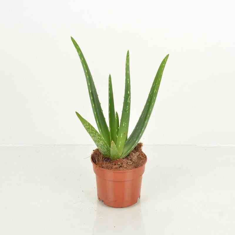 Sans Marque - Aloe vera (syn. A. barbadensis) Taille:Pot de 70L - 80/100cm - Image 3