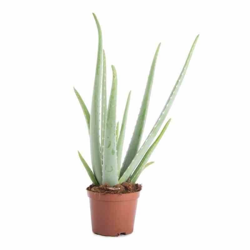 Sans Marque - Aloe vera (syn. A. barbadensis) Taille:Pot de 70L - 80/100cm - Image 4