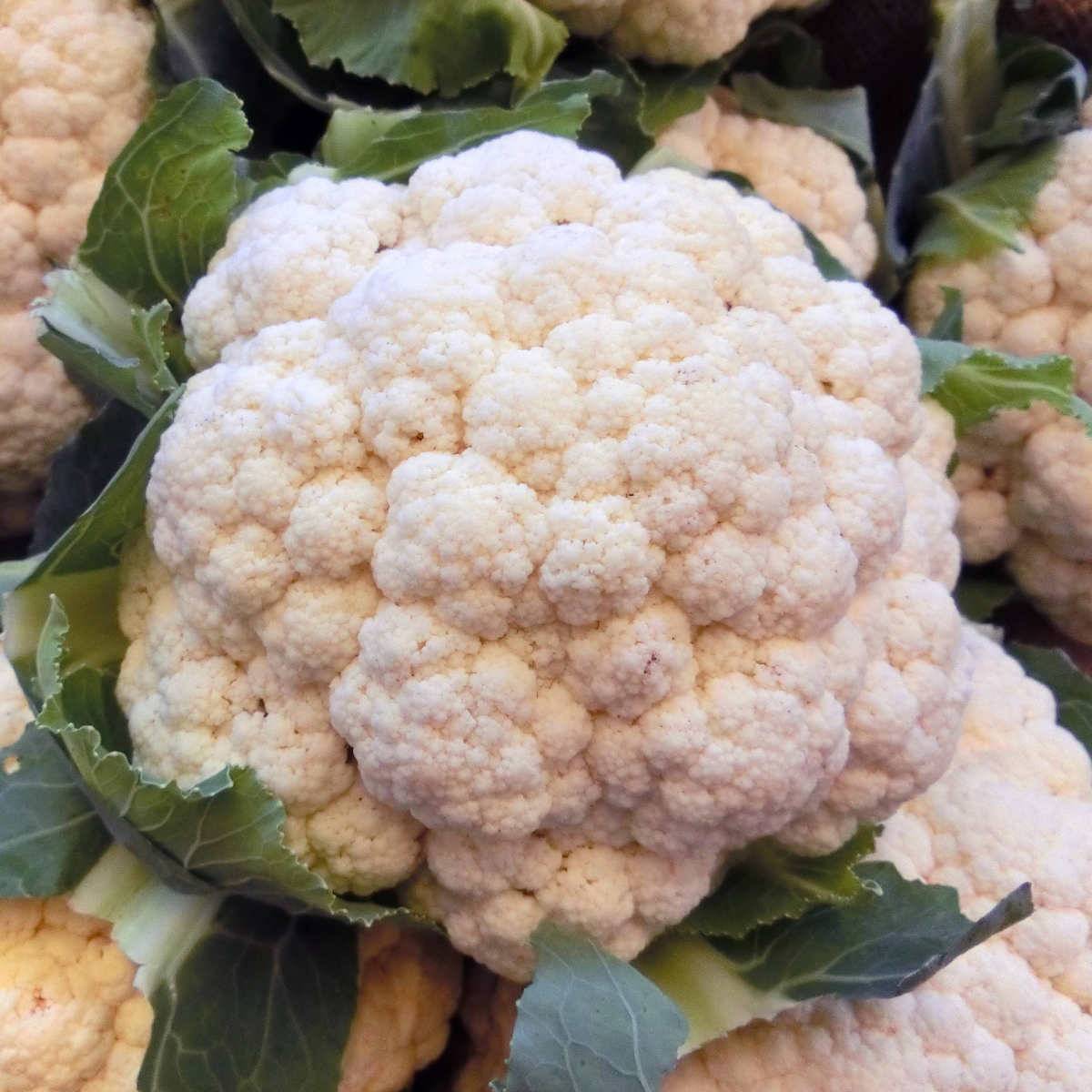 Chou-Fleur Merveille de Toutes Saisons le sachet de 200 graines environ (1g)