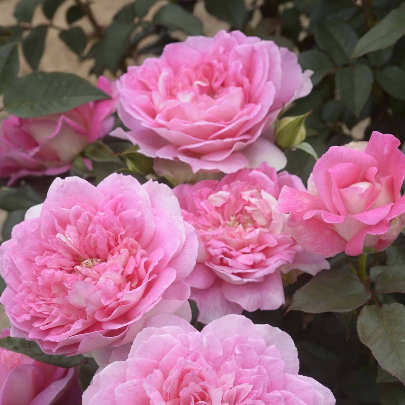 Promesse de Fleurs - Rosier à grandes fleurs Borneo Odore Pot de 4L/5L