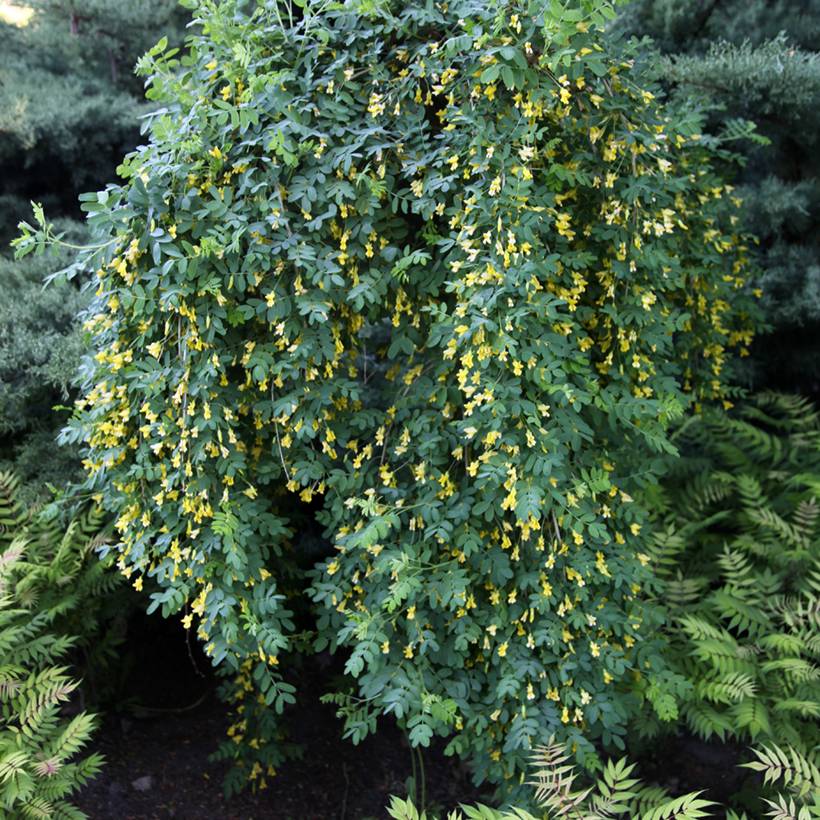 Caragana arborescens Pendula - Caraganier de Sibérie pleureur Pot de 7,5L/10L, Tige