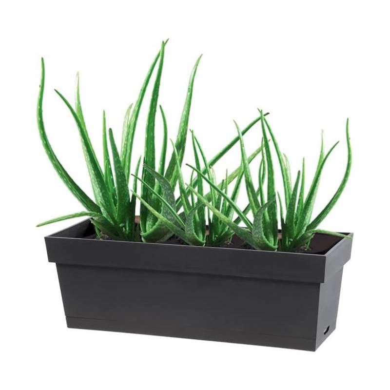 Eda - Jardinière Plastique 13631 G.Ant L.18 X L.50 X H.16.7 Cm Anthracite EDA - Imagen 2
