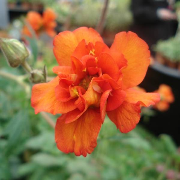 Geum Prinses Juliana - Benoite orange et jaune Godet de 8/9 cm