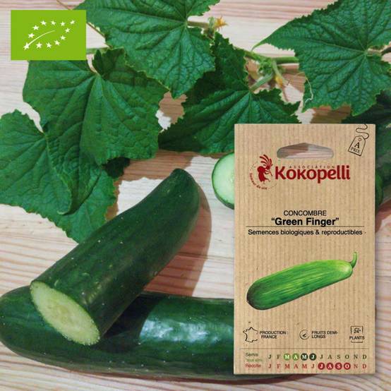 Concombre Green Finger- Graines bio à semer - Image 1