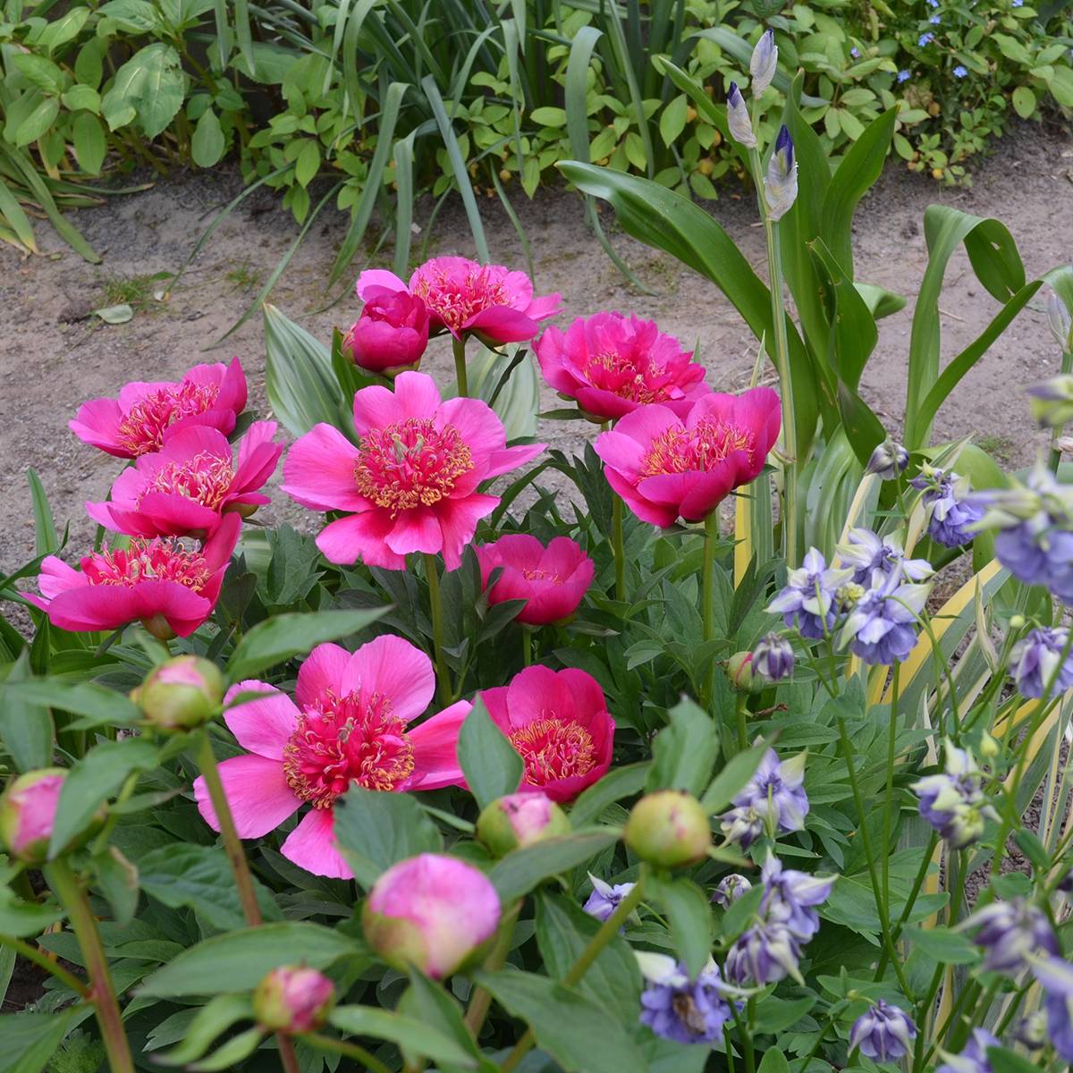 Pivoine officinale Anemoniflora Pot de 3L/4L