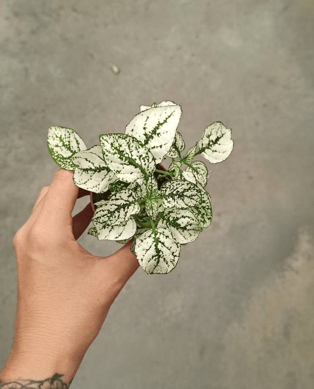 Hypoeste Phyllostachya blanc D. 6cm H. 12cm - Plante d'intérieur - IndoorPoppies