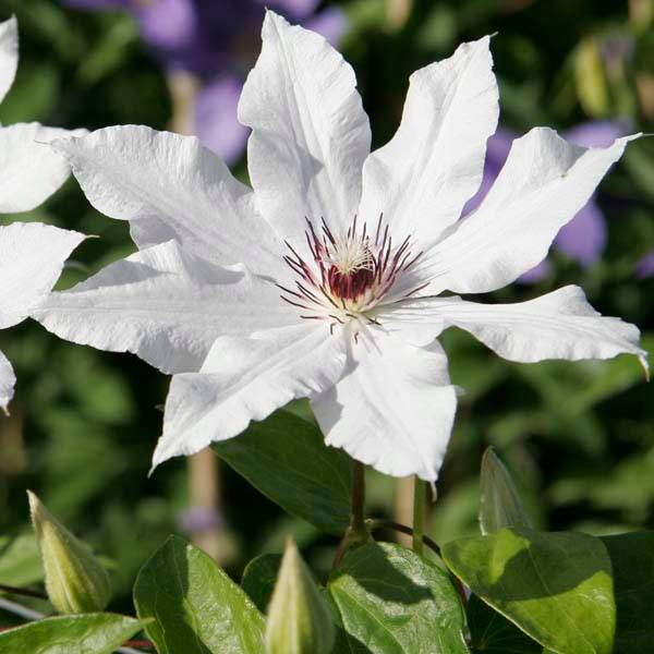 Clématite - Clematis Snow Queen Pot de 2L/3L