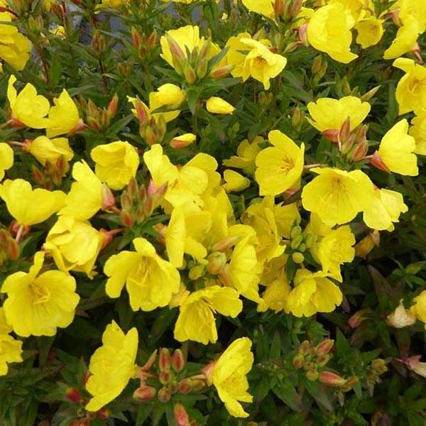 Oenothère Michelle Ploeger - Oenothera fruticosa Michelle Ploeger  Godet de 8/9 cm