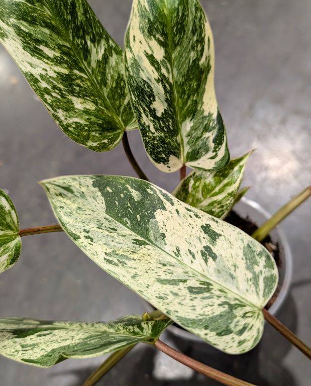 Philodendron Emerald Queen Variegata D. 12cm H. 20cm - Plante d'intrieur -  IndoorPoppies - Jardiland