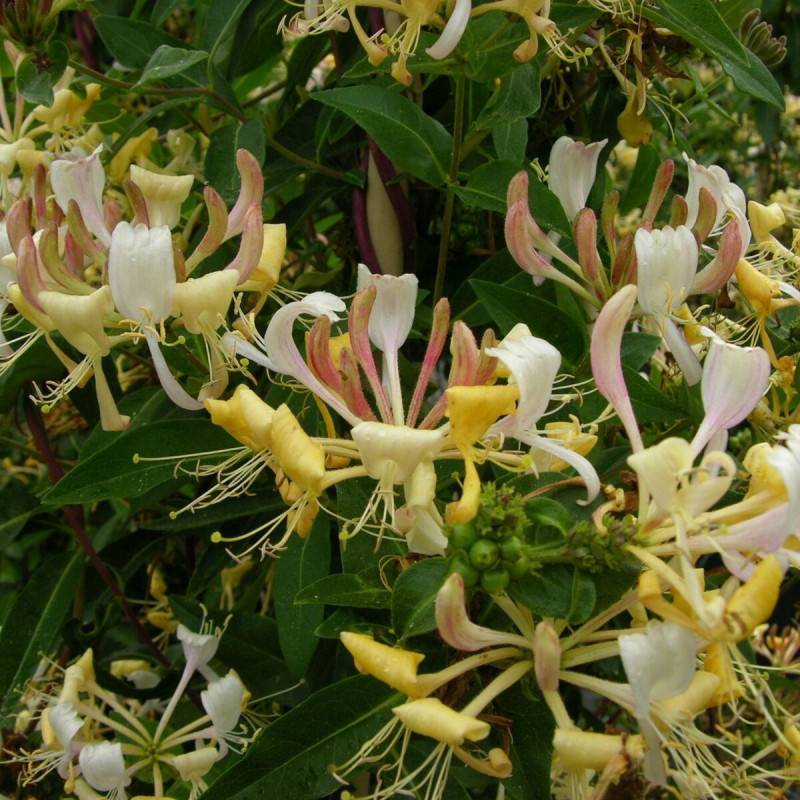 Chèvrefeuille CAPRILIA® Cream 'Inov 71' à fleurs Jaune - feuillage Caduc - Pot de 1,5L - Tuteur bambou 30/60 cm-  hauteur à maturité De 3,00 m à 5,00 - Imagen 1