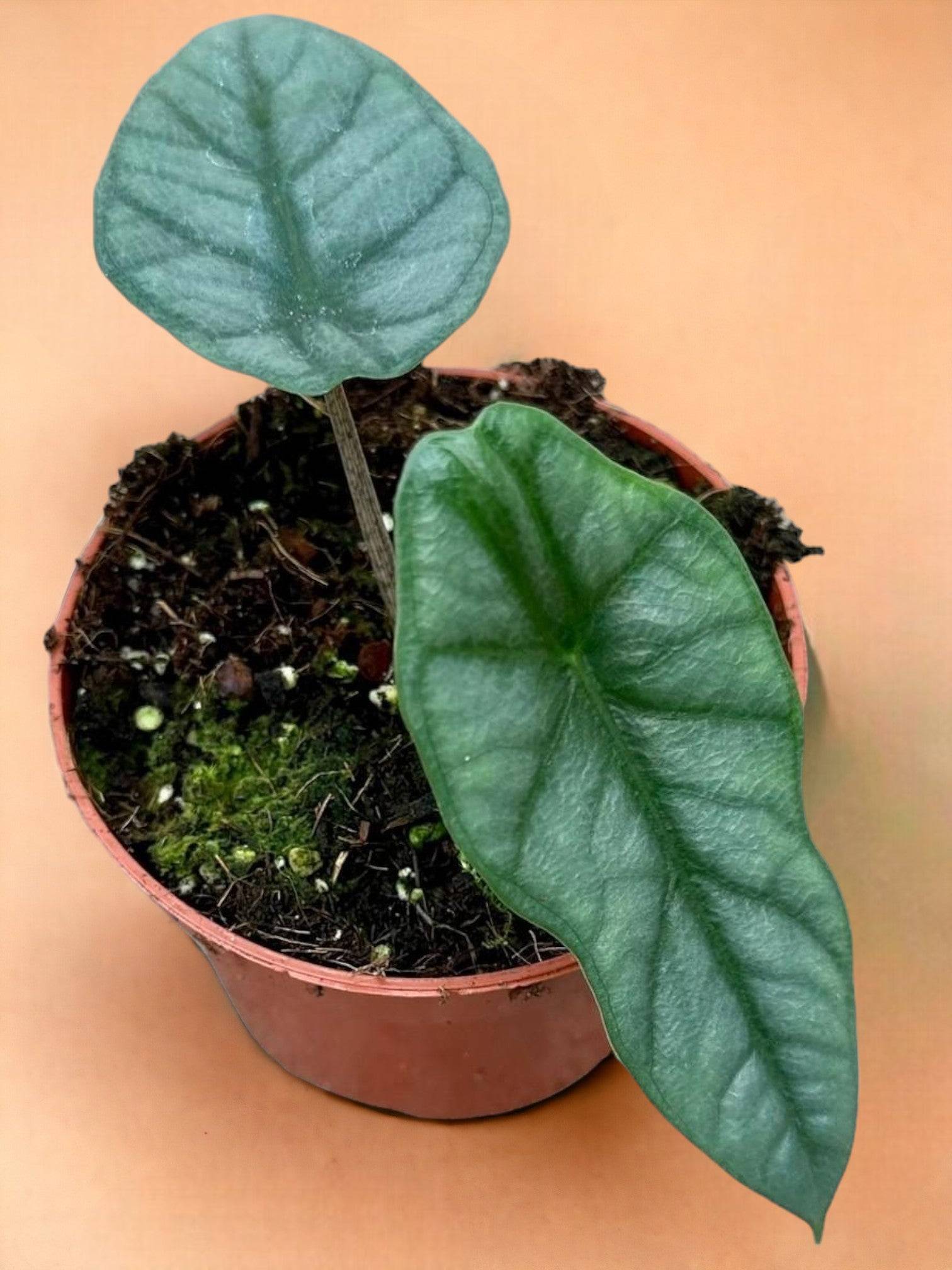 Alocasia Heterophylla Corazon- La Green Touch