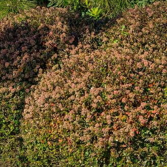 Abelia grandiflora Sherwood Godet de 8/9 cm