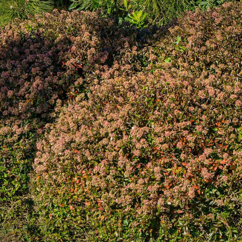 Abelia grandiflora Sherwood Godet de 8/9 cm