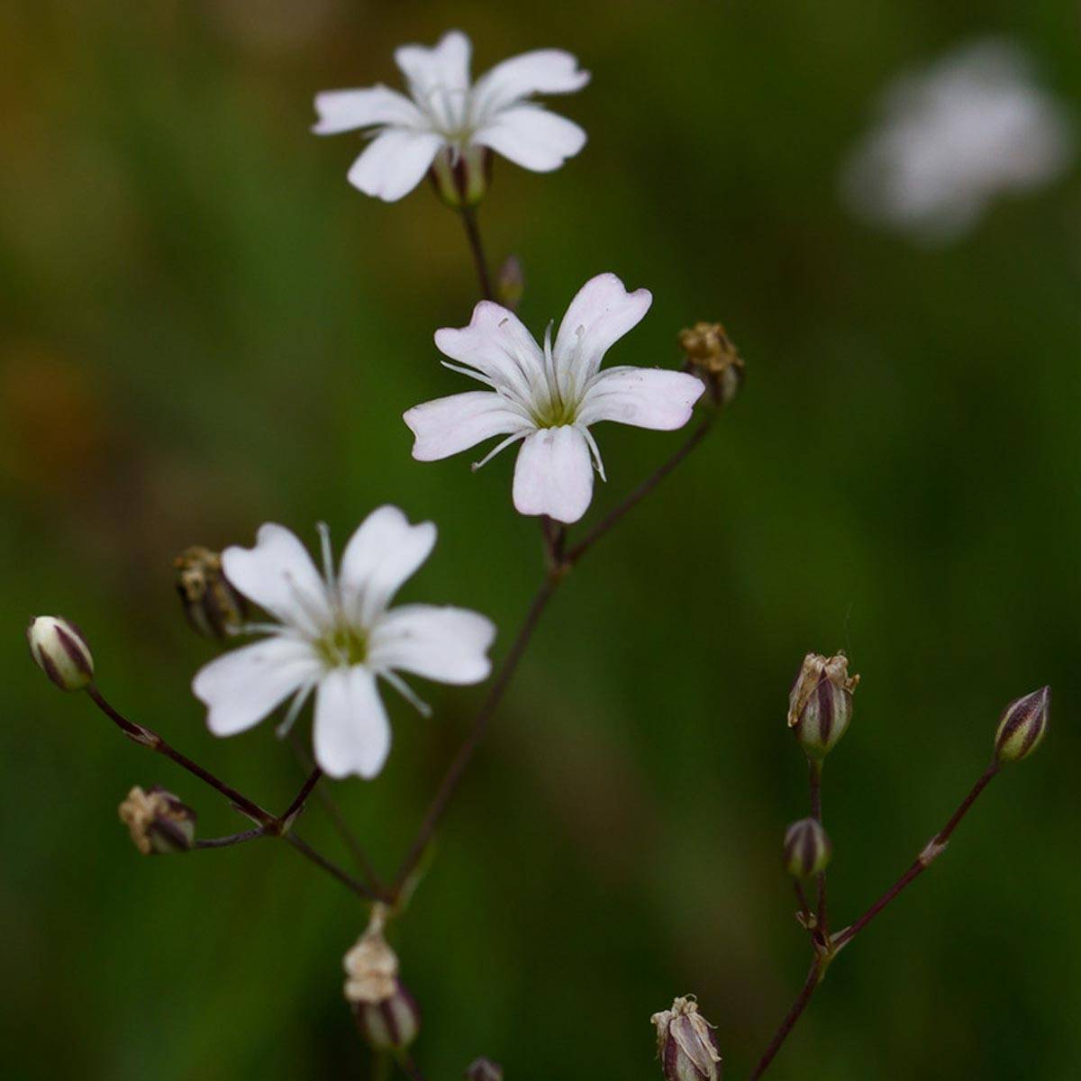 Gypsophile blanc rampant - Gypsophila repens Alba Godet de 8/9 cm