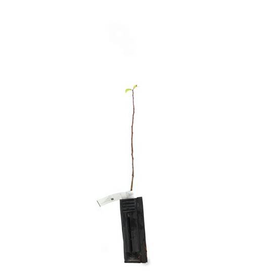Prunier (Prunus domestica) - Godet - Taille 20/40cm - Pépinières Naudet - Image 3