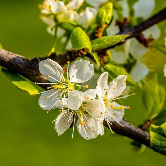 Prunier (Prunus domestica) - Godet - Taille 20/40cm - Pépinières Naudet - Image 2