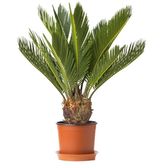 Gardenersdream - Plante D'Intérieur Cycas Revoluta Sagoutier Pour La Maison Ou Le Bureau (Pot De 30 À 40 Cm) - GardenersDream - Image 1