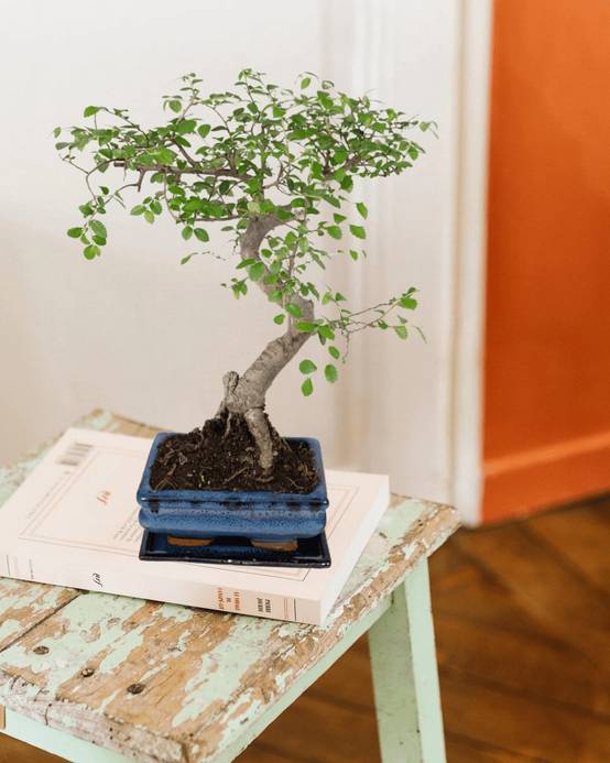 Bonsaï 15cm - Plante d'intérieur- La Green Touch - Image 2