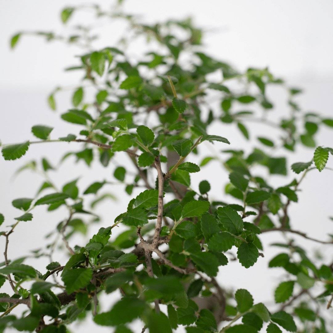 Bonsaï 15cm - Plante d'intérieur- La Green Touch - Image 3