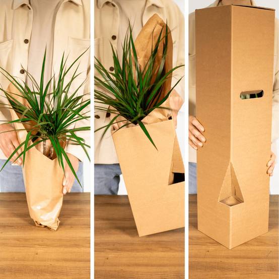 Bonsaï 15cm - Plante d'intérieur- La Green Touch - Image 7