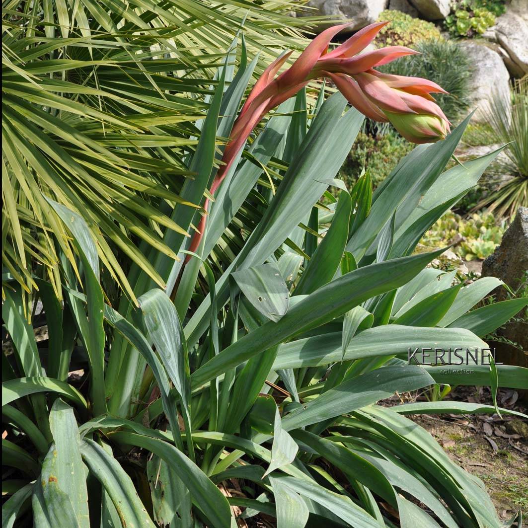 Beschorneria septentrionalis - Lis du Mexique Pot de 2L/3L