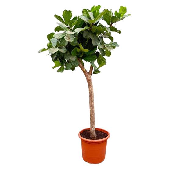 Ficus Lyrata Arbre Xxxl - D42 H230cm - Image 1