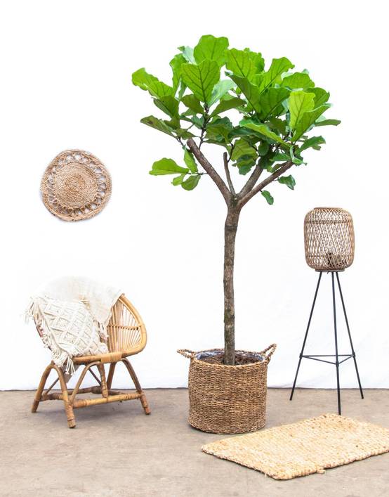 Ficus Lyrata Arbre Xxxl - D42 H230cm - Image 2