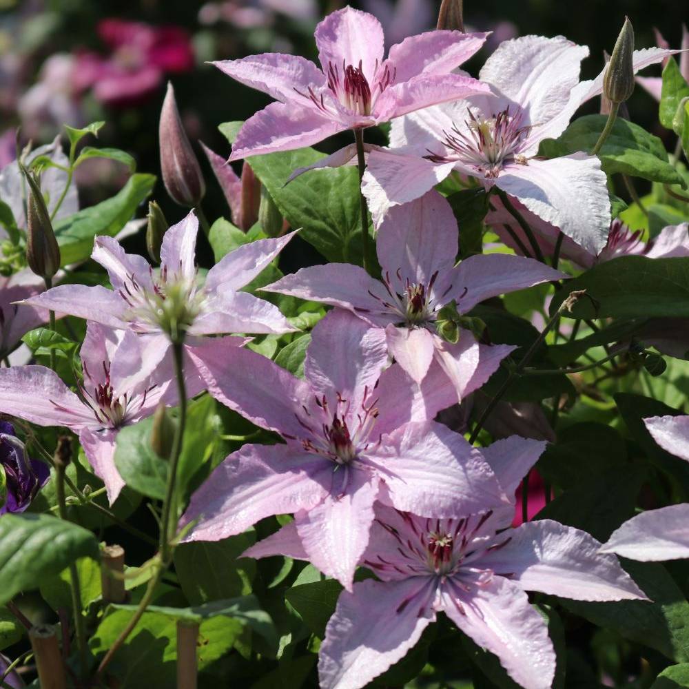 Gardenersdream - Clématite 'Hybride Hagley' plante grimpante à fleurs compacte et rustique pot 9 cm - GardenersDream - Imagen 3