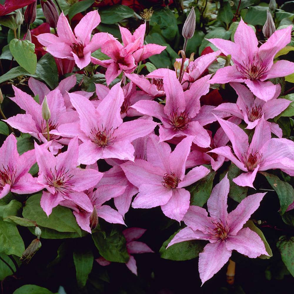 Gardenersdream - Clématite 'Hybride Hagley' plante grimpante à fleurs compacte et rustique pot 9 cm - GardenersDream - Imagen 5