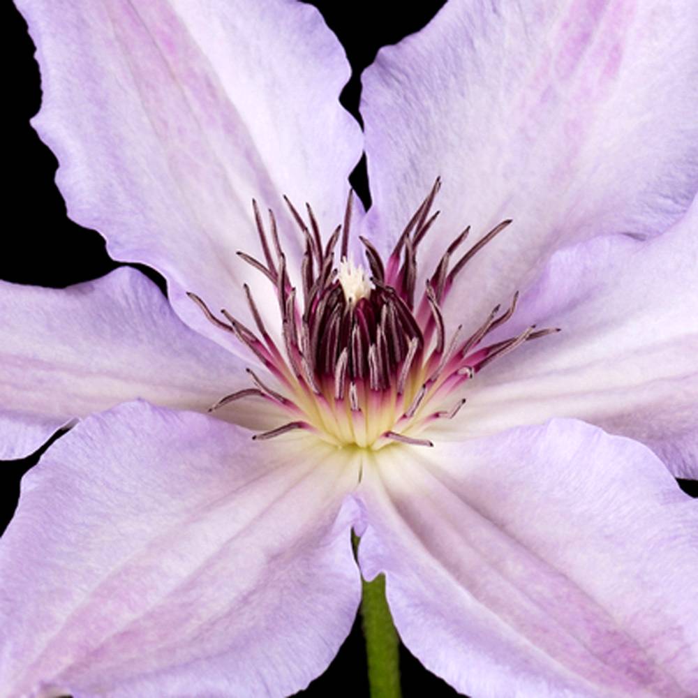 Gardenersdream - Clématite 'Hybride Hagley' plante grimpante à fleurs compacte et rustique pot 9 cm - GardenersDream - Imagen 2