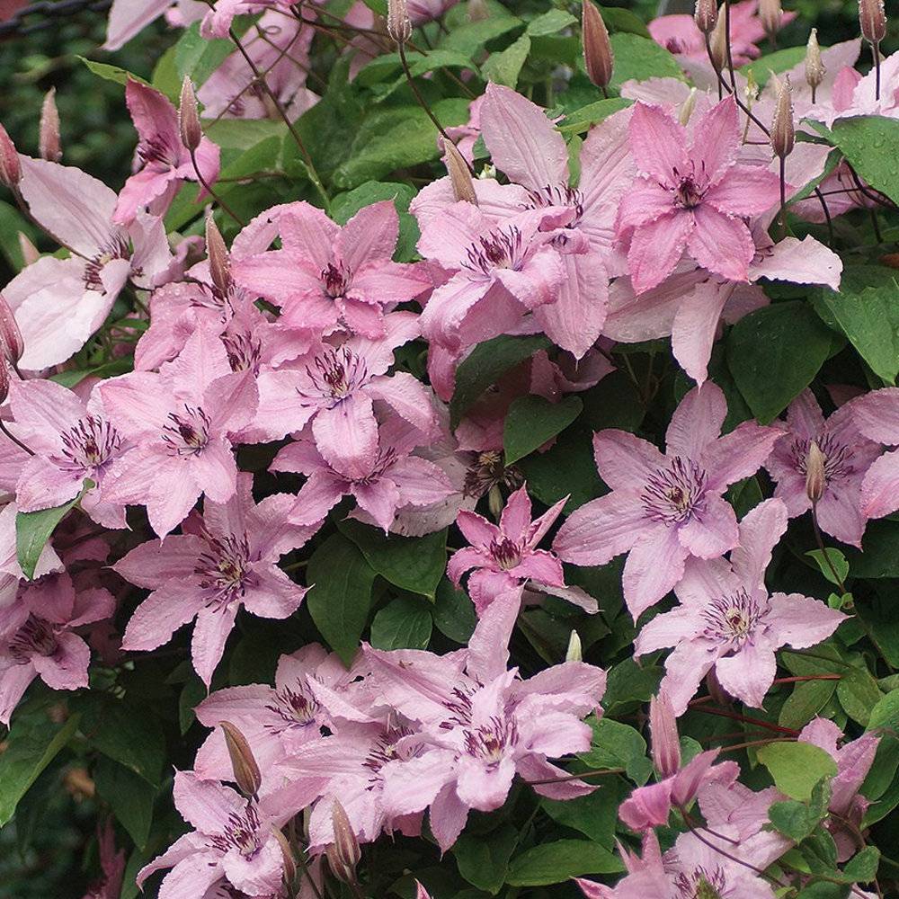 Gardenersdream - Clématite 'Hybride Hagley' plante grimpante à fleurs compacte et rustique pot 9 cm - GardenersDream - Imagen 4