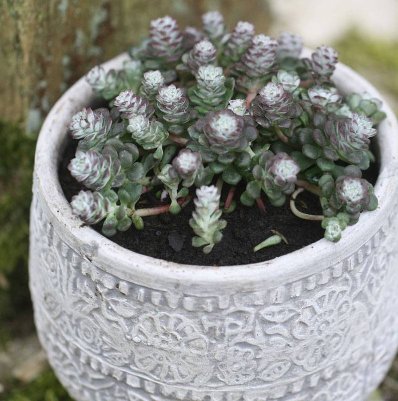 Sedum spathulifolium Cape Blanco - Orpin rampant Godet de 8/9 cm
