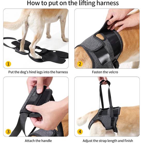 DtopbuyAge - Harnais de levage et soutien pour chiens - M - Image 6