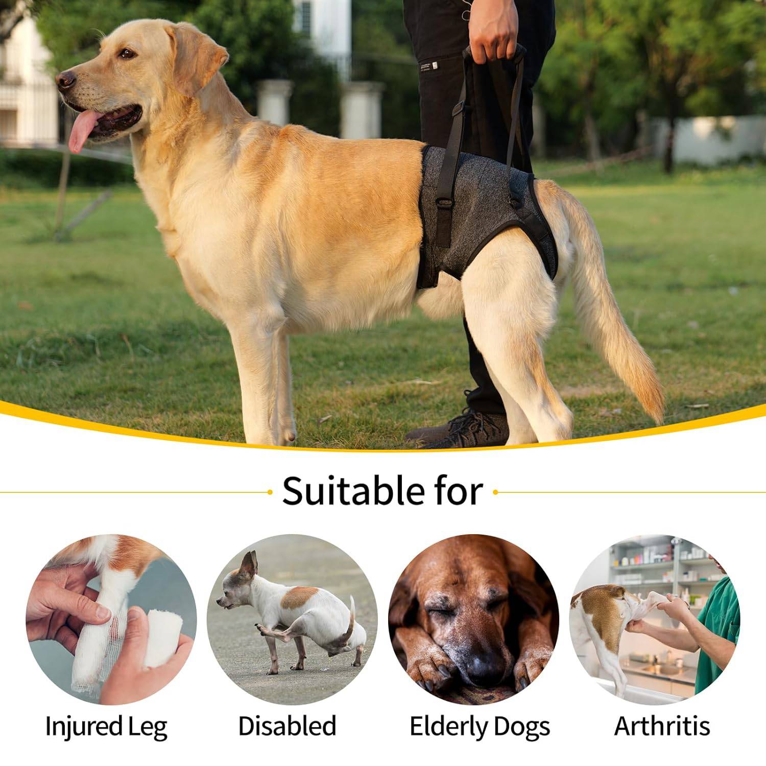 DtopbuyAge - Harnais de levage et soutien pour chiens - M - Image 2