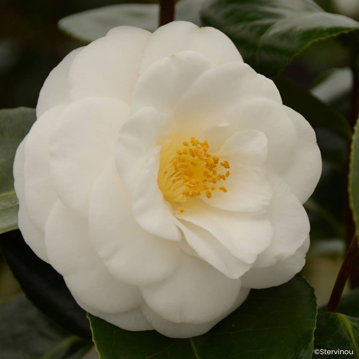 Camélia Janet Waterhouse - Camellia japonica Pot de 2L/3L