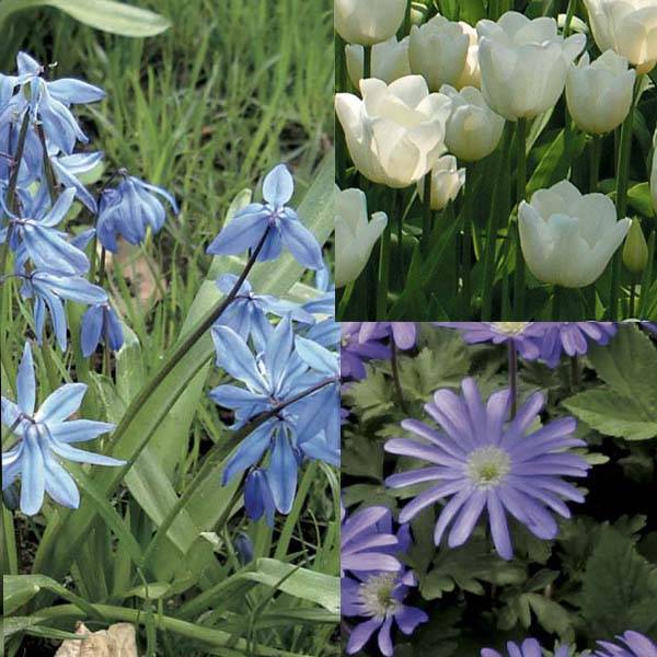 Promesse de Fleurs - Potée Bleue - Collection de 70 plantes